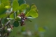 Vaccinium uliginosum [copyright Wibail Lionel]