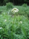 Valeriana repens [copyright Wibail Lionel]