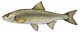 Vandoise (Leuciscus leuciscus) [CC by Dunbar P.]