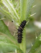 Vanessa_cardui_jeune_chenille_sur_Cirsium_arvense.jpg Vanessa_cardui_jeune_chenille_sur_Cirsium_arvense.jpg