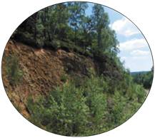 végétation des rochers calcalires