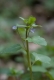 Veronica hederifolia [copyright Wibail Lionel]
