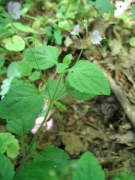 Veronica montana Veronica montana