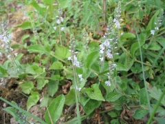 Veronica officinalis Veronica officinalis