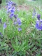 Veronica prostrata [copyright Wibail Lionel]