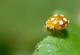 Coccinelle à 12 points (Vibidia duodecimguttata) [CC by-sa San Martin Gilles]