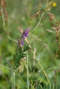 Vicia cracca.jpg Vicia cracca.jpg