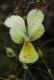 Viola calaminaria [copyright Wibail Lionel]