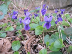 Viola hirta Viola hirta