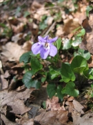 Viola reichenbachiana Viola reichenbachiana
