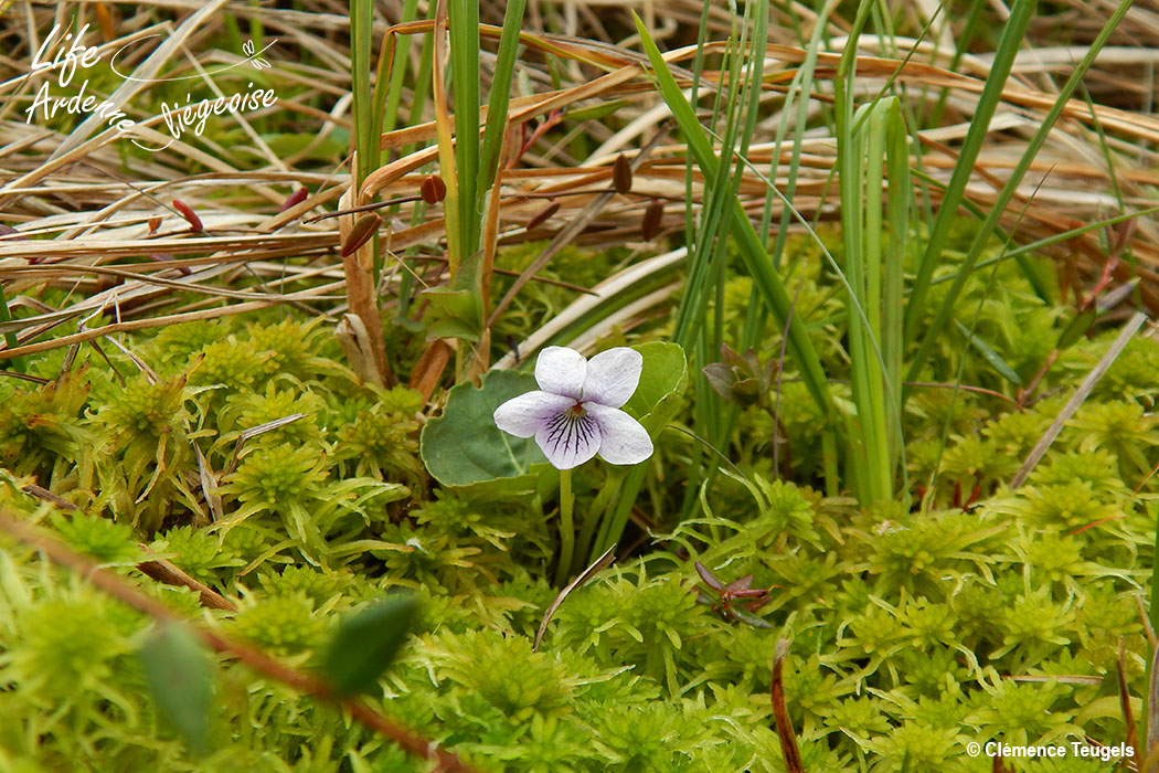 Violette_marais_Sacrawe_20190523_CT_1