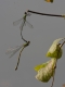 Leste vert (Lestes viridis) Mâle et femelle accouplement. [copyright Rouck Jean]