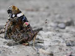 Vulcain_imbaud.jpg Vulcain_imbaud.jpg