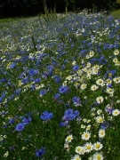 Champ de bleuets